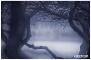 教你如何拍出中国风的意境-图迷影像